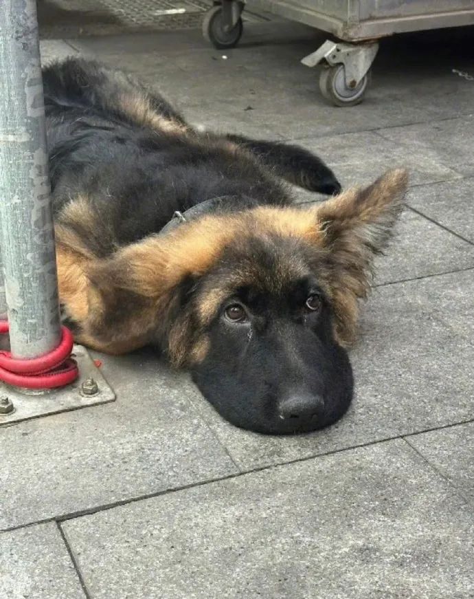 一滩小狗饼！这是摆烂的可爱修勾！