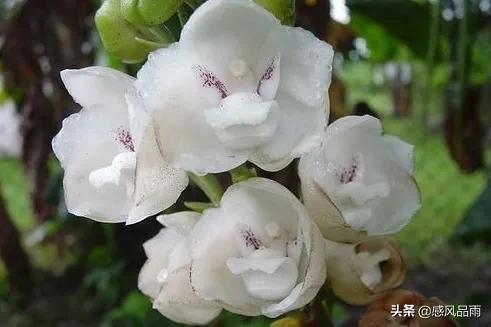 九十九朵美丽的国花送给你