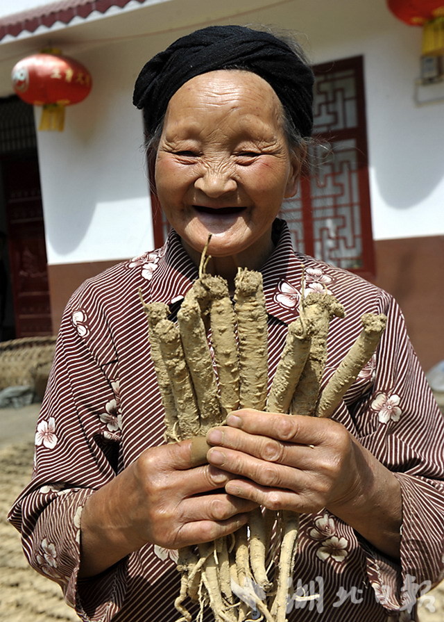 湖北恩施板桥镇党参,中国党参之乡湖北恩施板桥