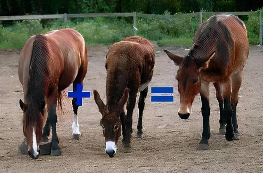 人兽真能杂交，日本批准“人兽杂交胚胎”实验，是福是祸？