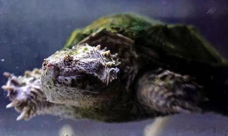 宠物水锈怎么去除妙招,宠物龟腐皮的真正原因