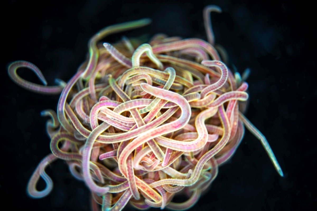 科学家发现了可怕的寄生虫,科学家发现寄生虫