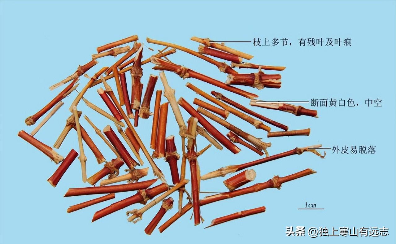 忍冬藤与银花效力比较,银花与忍冬藤有什么区别