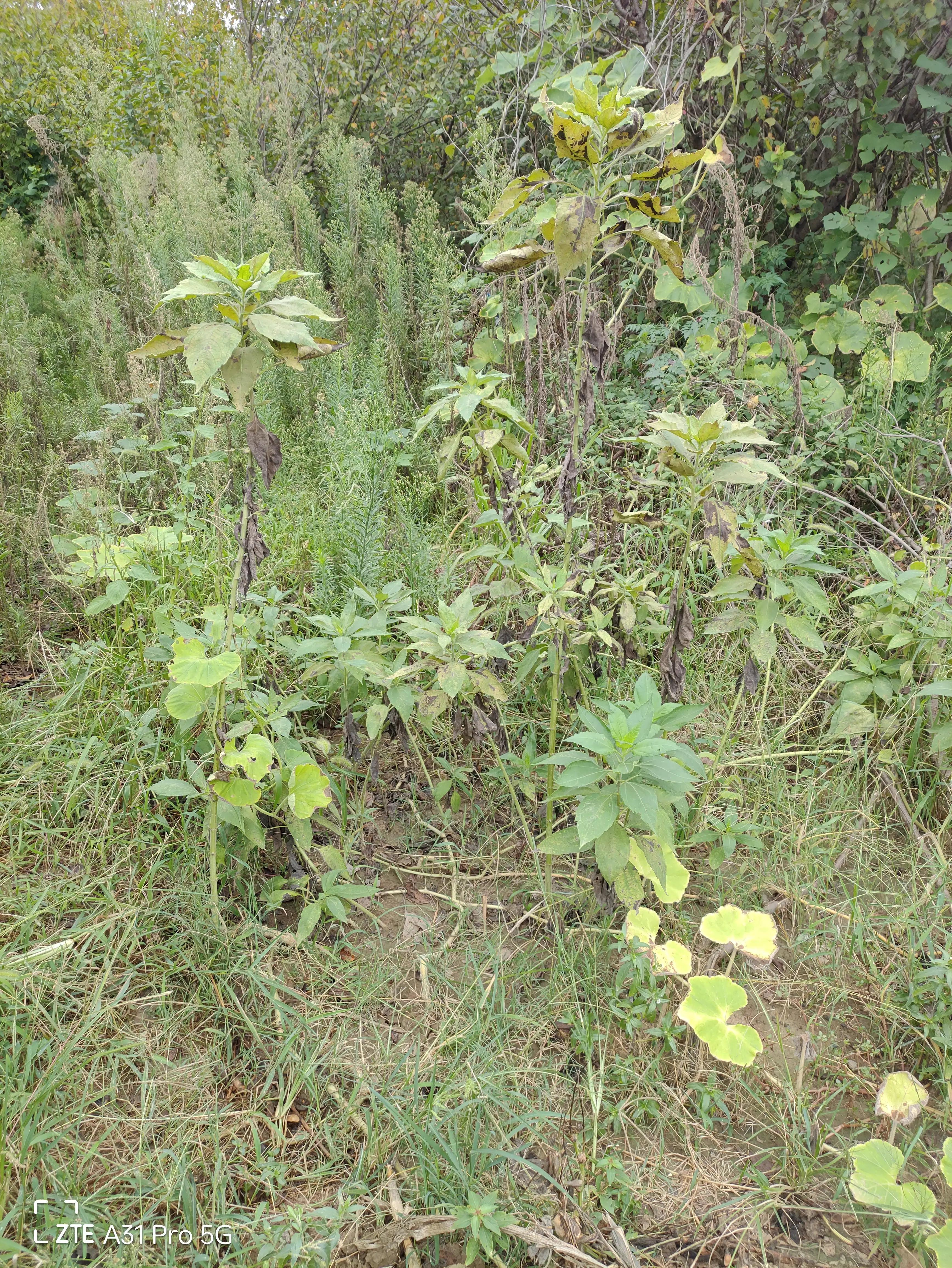 落花生的原名,落花生是什么意思