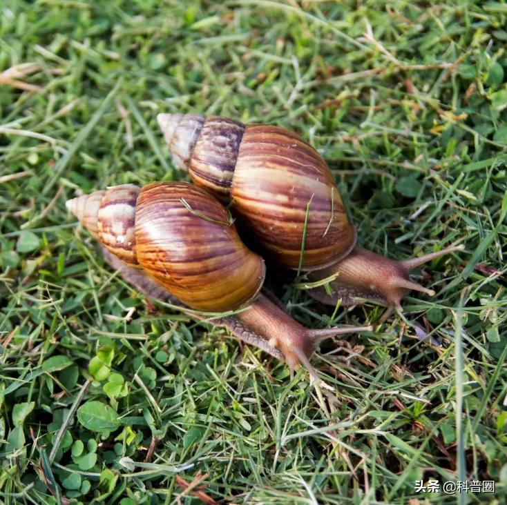 法国蜗牛非洲蜗牛,法国蜗牛与白玉蜗牛
