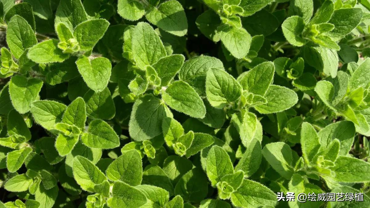 家里养花小蚊子很多怎么办,家里养花容易招蚊子解决方法