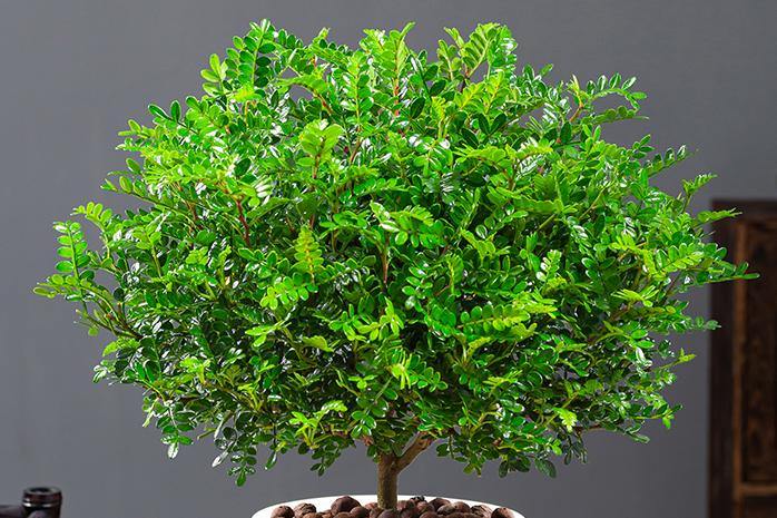 寓意吉祥的花镇宅最吉利的三种花,4种镇宅花家里养一棵霸气又镇宅