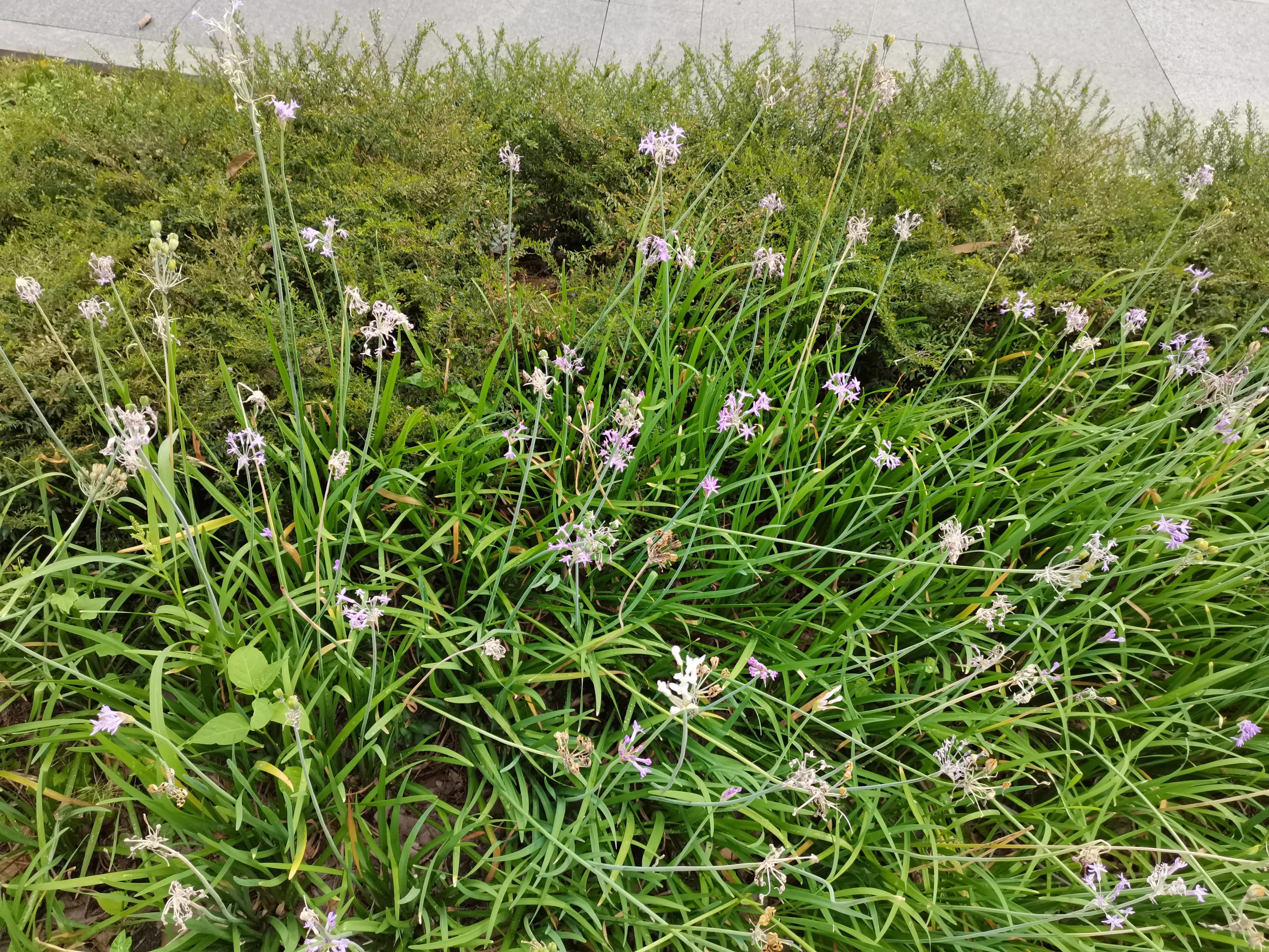 成都环境比较好的区域,成都的城市环境