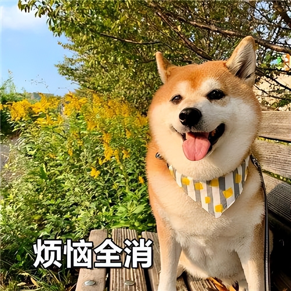 狗界暖男排名,狗界暖男德牧