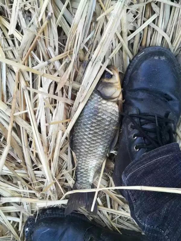 野钓传统钓鱼竿多少米最合适,传统钓鱼竿如何选购