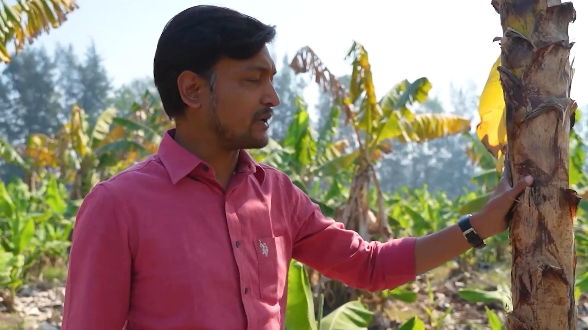 印度卫生巾制作全过程,印度用芭蕉树做卫生巾