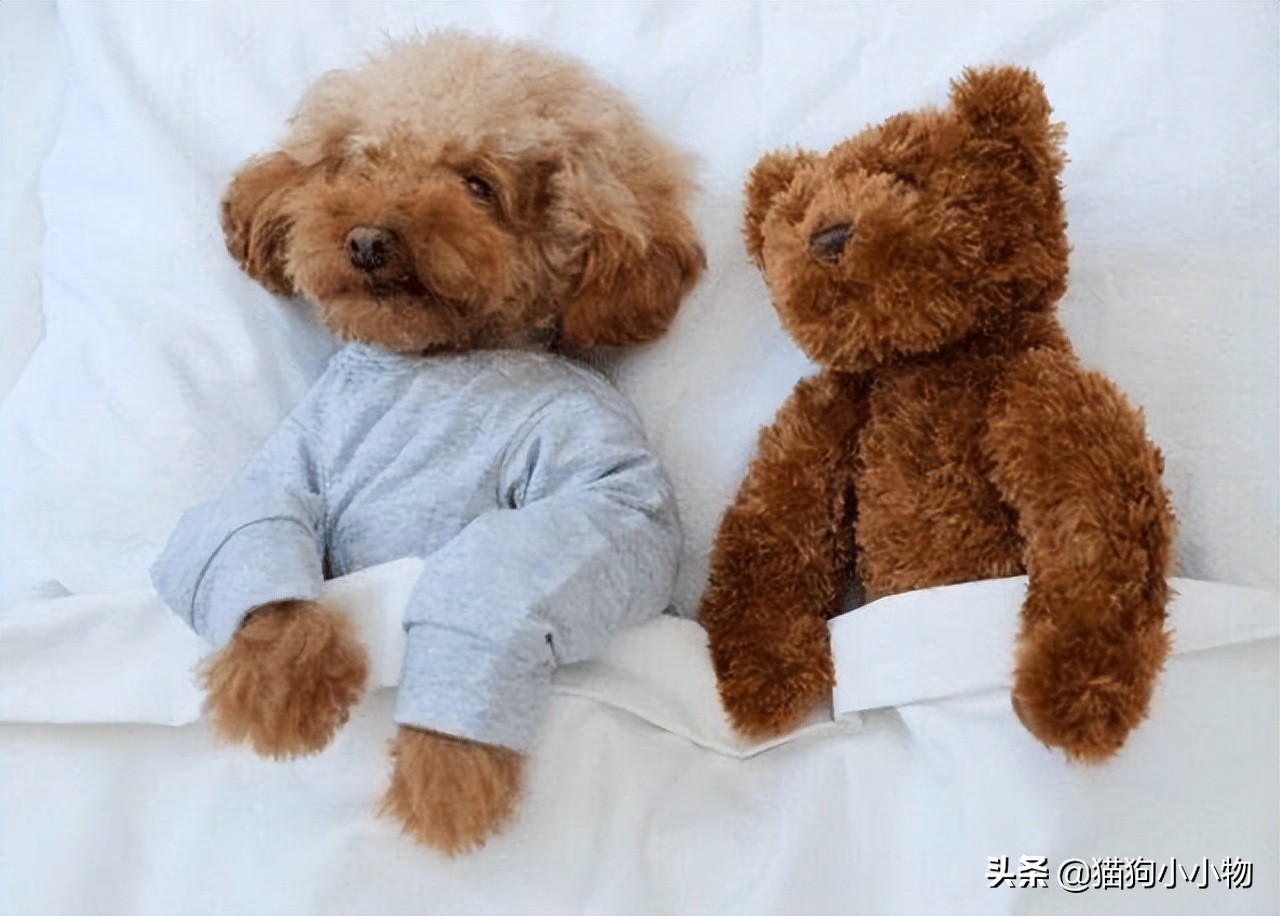 泰迪为啥那么讨人厌,泰迪真的好色么