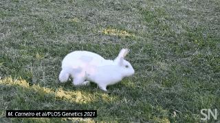 兔子跳肘倒立,为什么有些兔子可以倒立行走