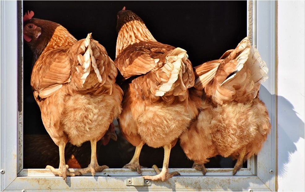 鸡屁股的鸡尖能吃吗,鸡尖吃了会致癌吗