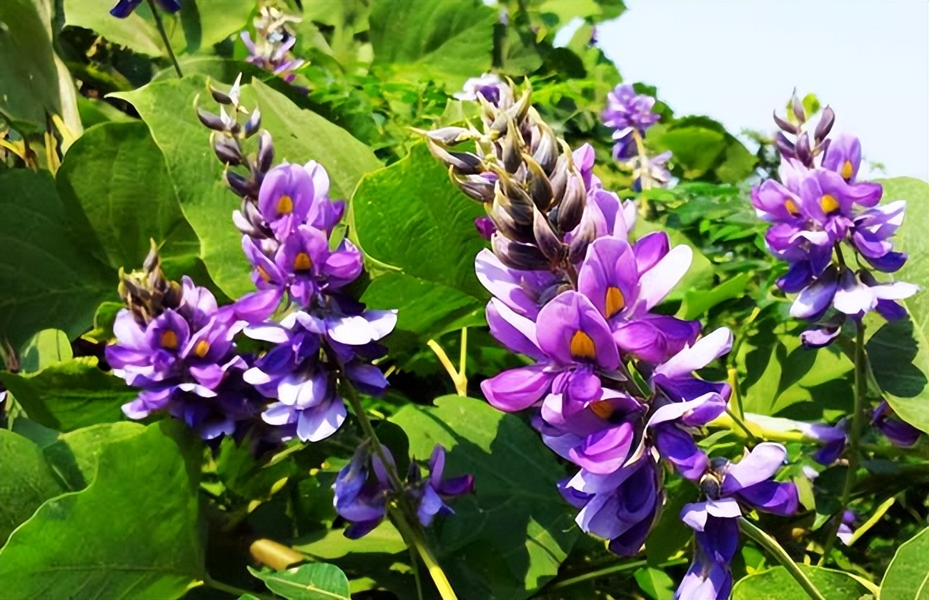 为什么葛根可以在美国泛滥,葛根泛滥