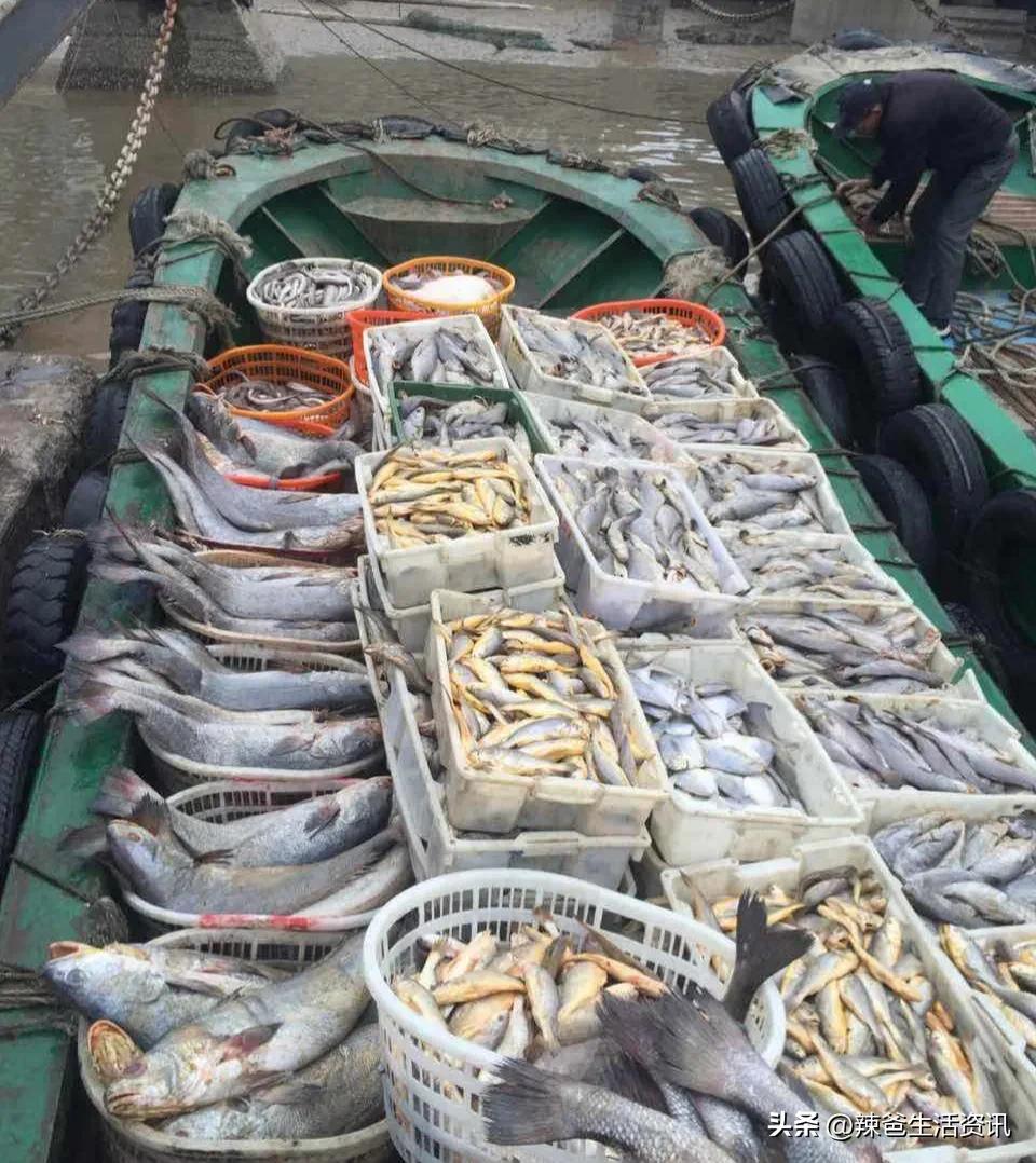 海鱼为什么都是死鱼,内陆为什么买不到活海鱼
