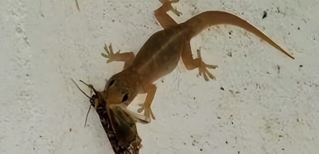 农村家里经常出现蝎子蜈蚣好不好,农村院子里的蝎子的克星