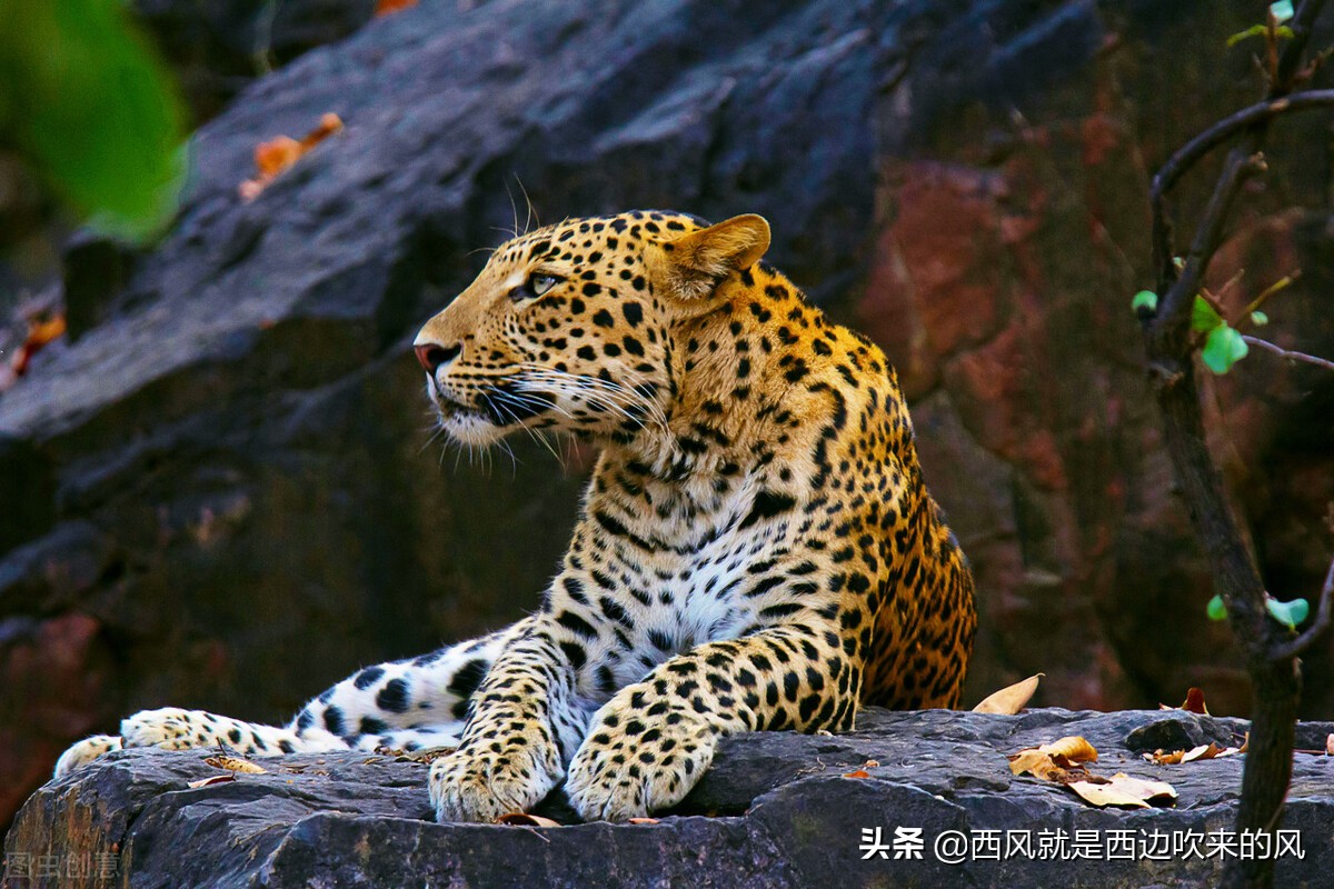 西风低吟#人类开始进攻虎王带领的兽类大军