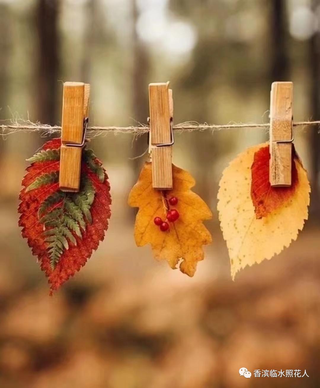 教你用思维导图学语文,语文思维导图20课小兴安岭