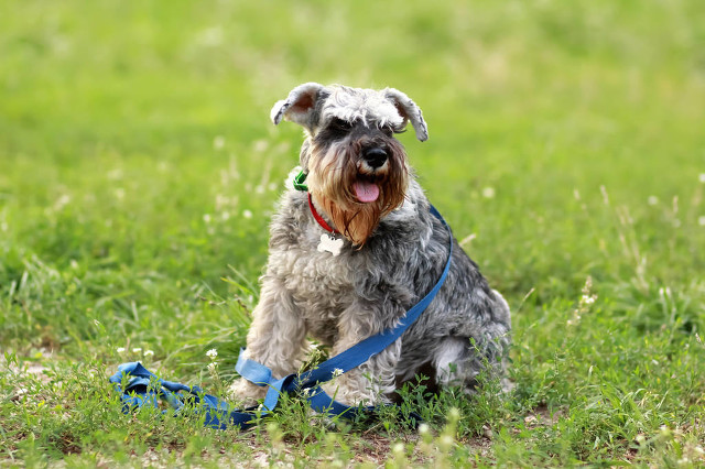 矮脚犬品种排名,家犬有哪些品种
