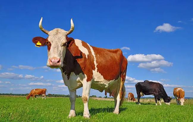 母牛生牛之前有什么症状,关于牛生育的小知识