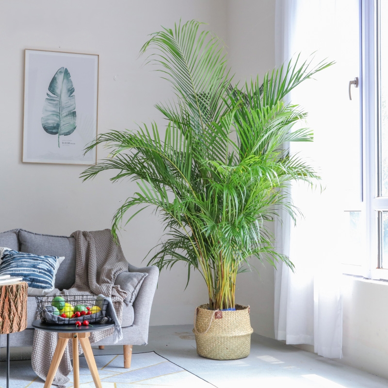 超级好养的大绿植排名前十,比较好养的大型绿植