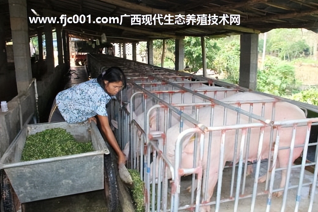 秸秆发酵剂和活力99生酵剂哪个好,活力99益生菌发酵剂