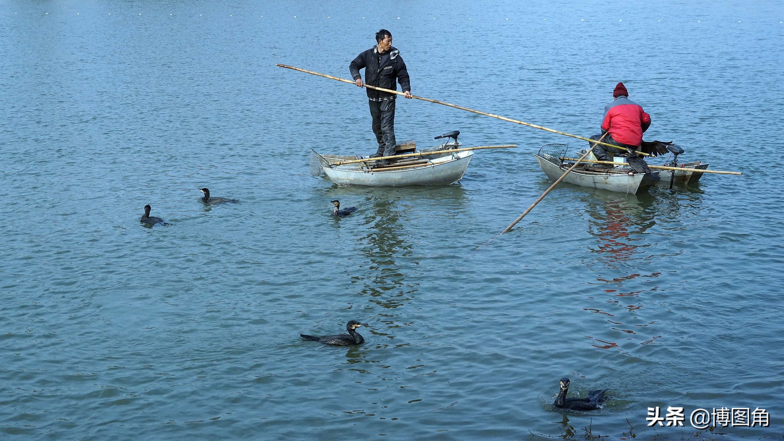80年代农村鱼鹰捕鱼,渔民与鸬鹚捕鱼图片