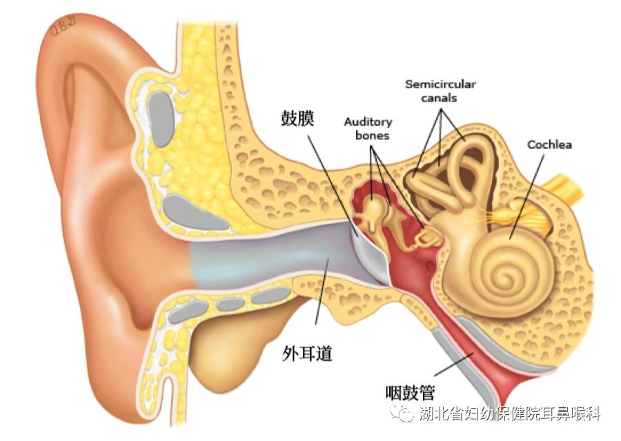 耳朵游泳进水了怎么办,游泳耳朵进水像堵了一层膜听不清