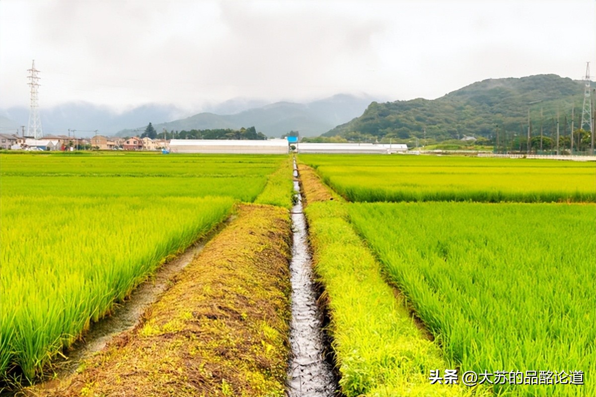 日本清酒和韩国烧酒的味道,日本清酒和中国米酒的区别