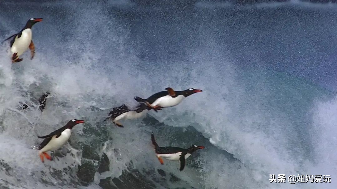 这几部口碑爆棚的宝藏纪录片,国庆孩子必看的8部神级纪录片