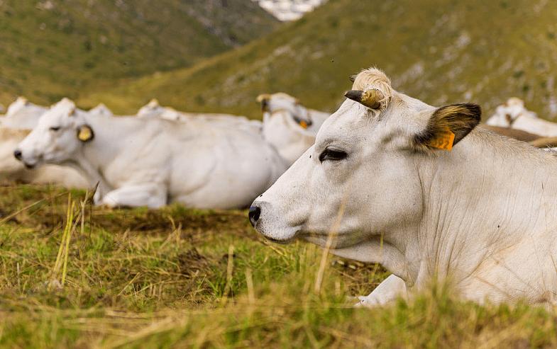 成年牛站不起来是什么原因,牛站不起来应该怎么治