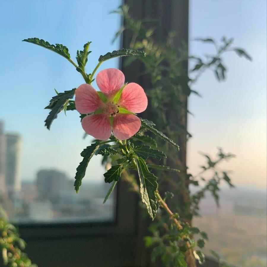 盆栽小木槿开花后修剪,小木槿花花开后的养殖方法