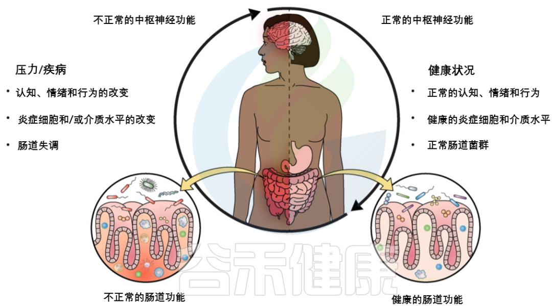 肠道菌群和抑郁精神疾病的关系,肠道菌群与抑郁症及自闭症