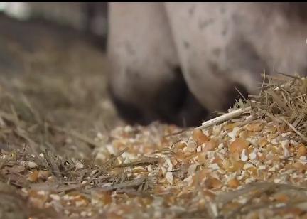 小伙三年养了4000头母驴，感情深厚一头也不卖，但一天还净赚4万