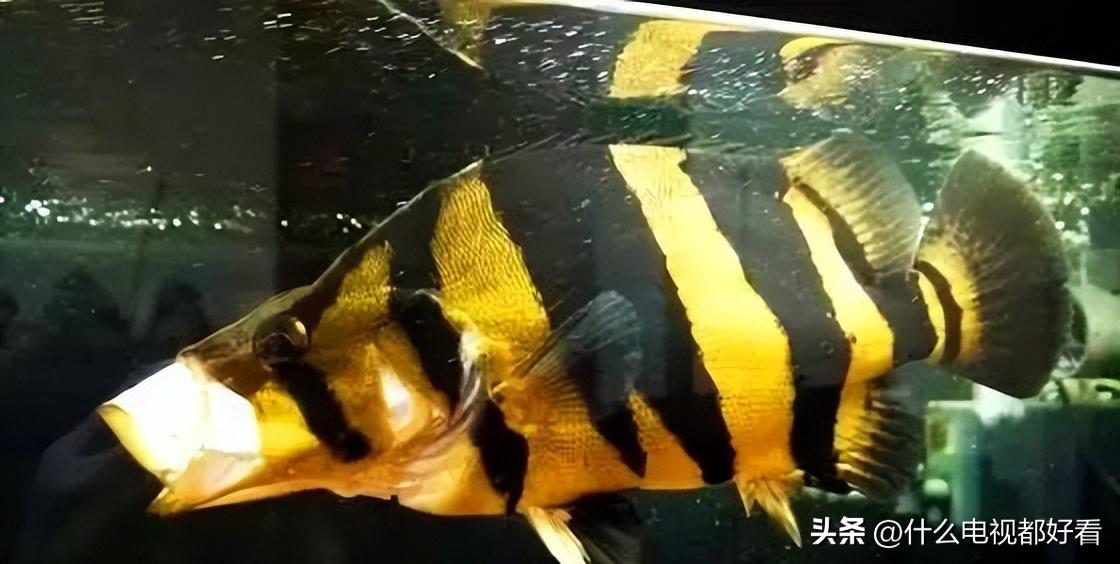 教你认识和饲养「水中斗士，鱼中猛虎」“虎鱼”
