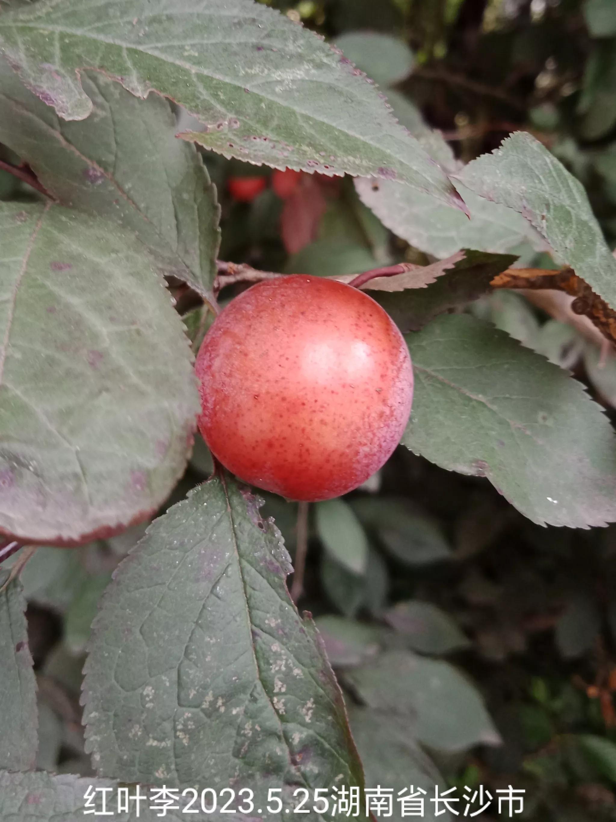微信群忘保存找不到怎么办,怎么保存微信群里面的人