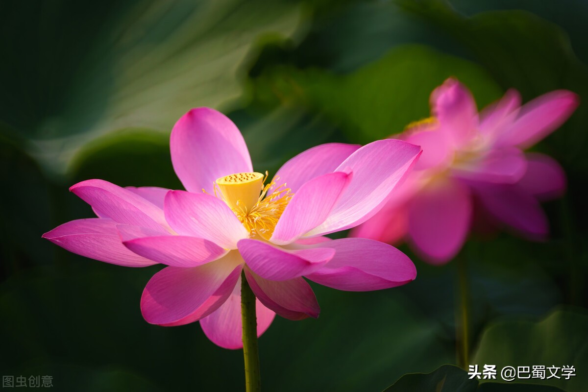 散文：留住梦想的荷