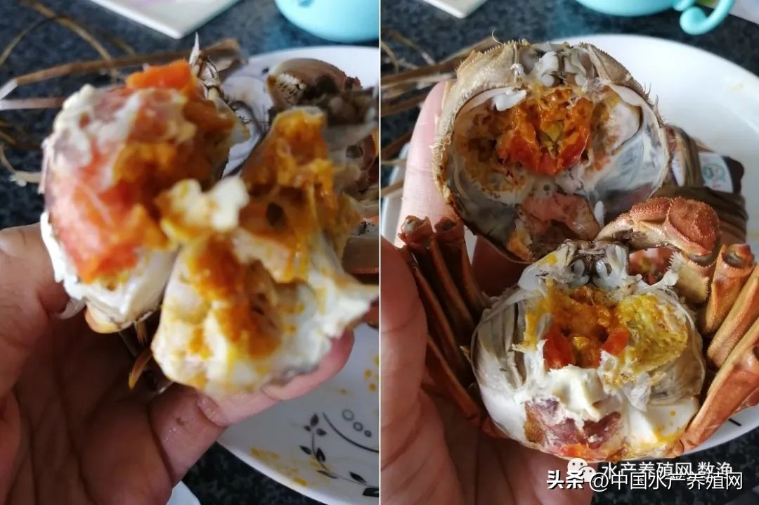 大闸蟹养殖技术与成本,养蟹技术大闸蟹