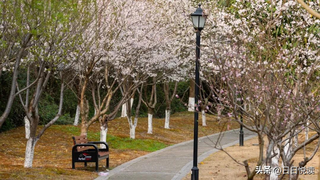 湖北荆州：石首“繁花”上大分↑即将刷爆朋友圈！