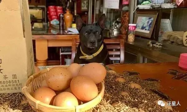 台湾社畜狗子，竟因为伙食不好一上班就摆臭脸