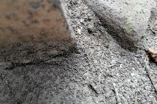 为什么楼房里有密密麻麻的小虫子,小区惊现大量虫子居民急盼消除