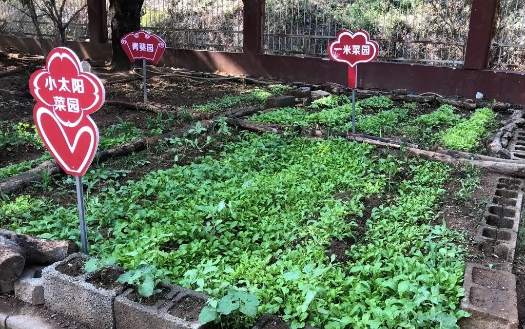 绿美太邑蔬香校园