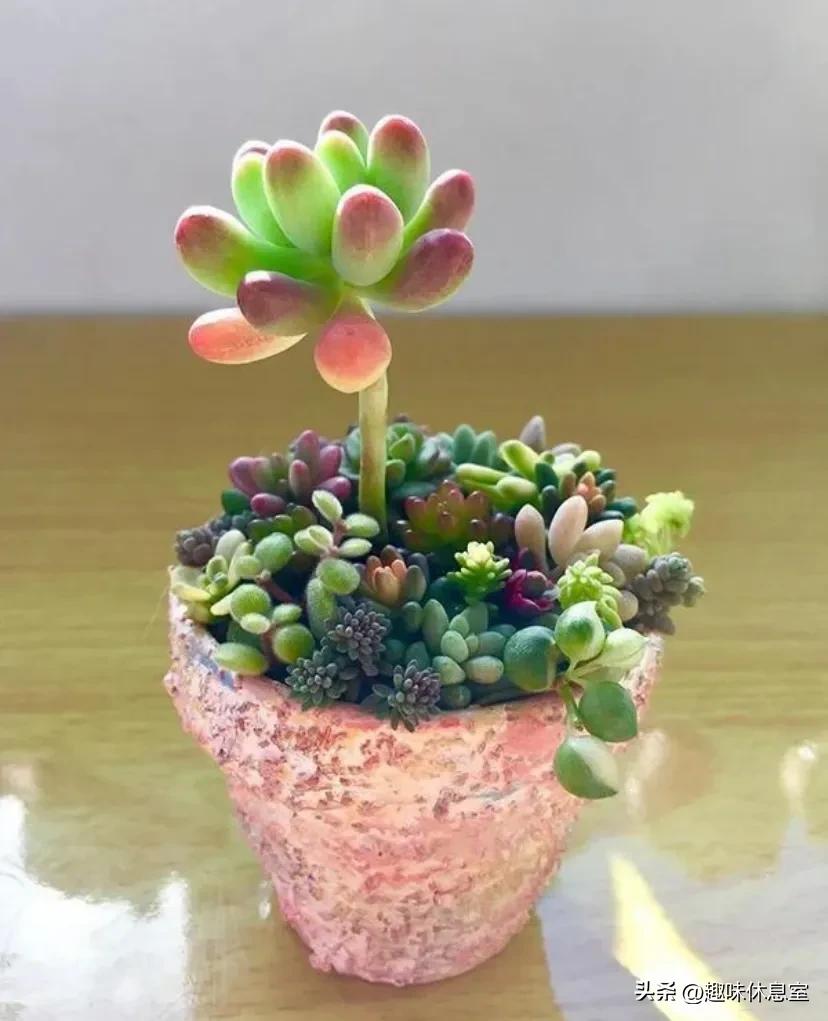 心理测试你喜欢哪种花,心理测试你更喜欢哪个色块