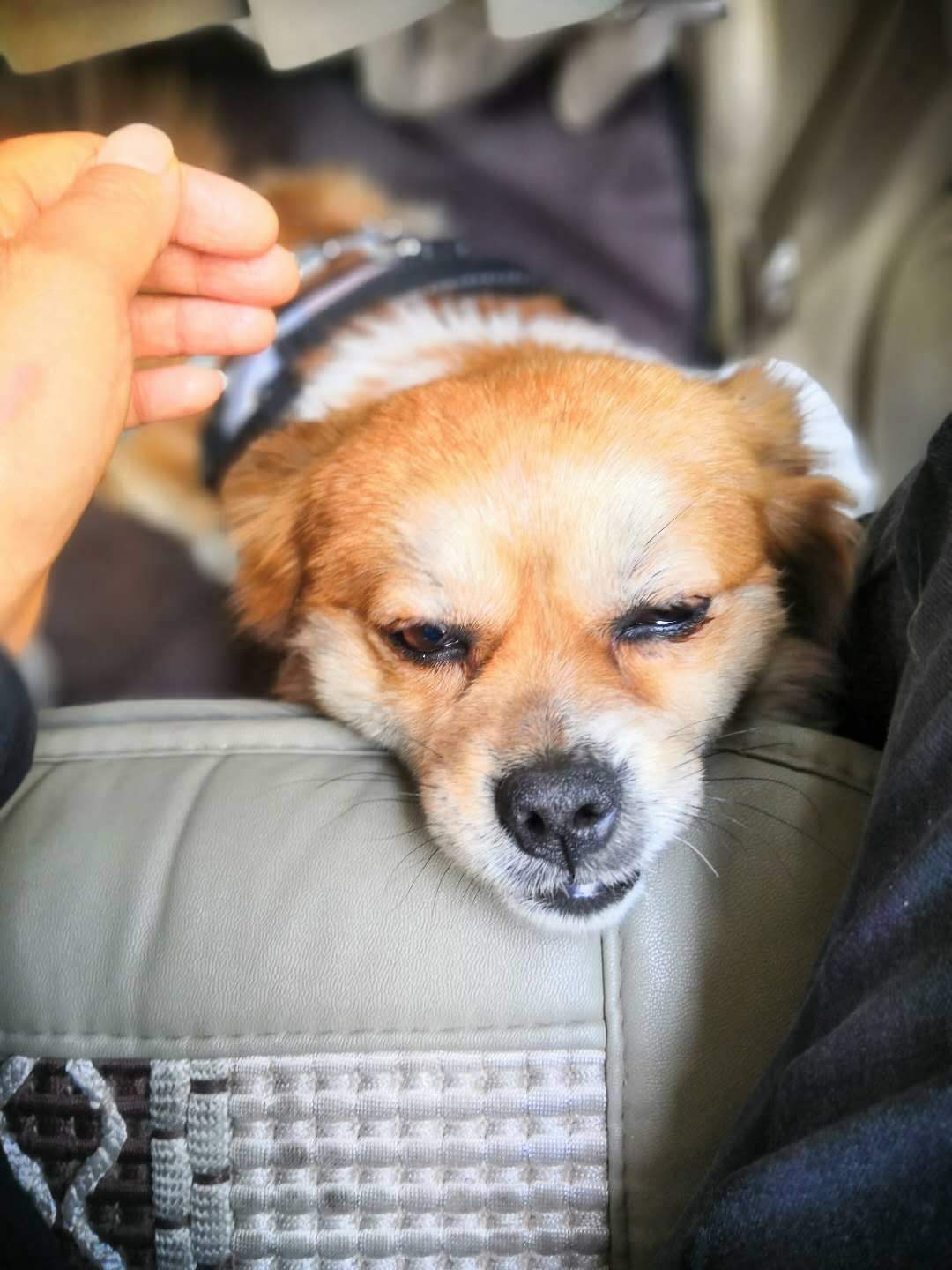 不给母猫做绝育有没有什么坏处,不给狗狗绝育有什么危害