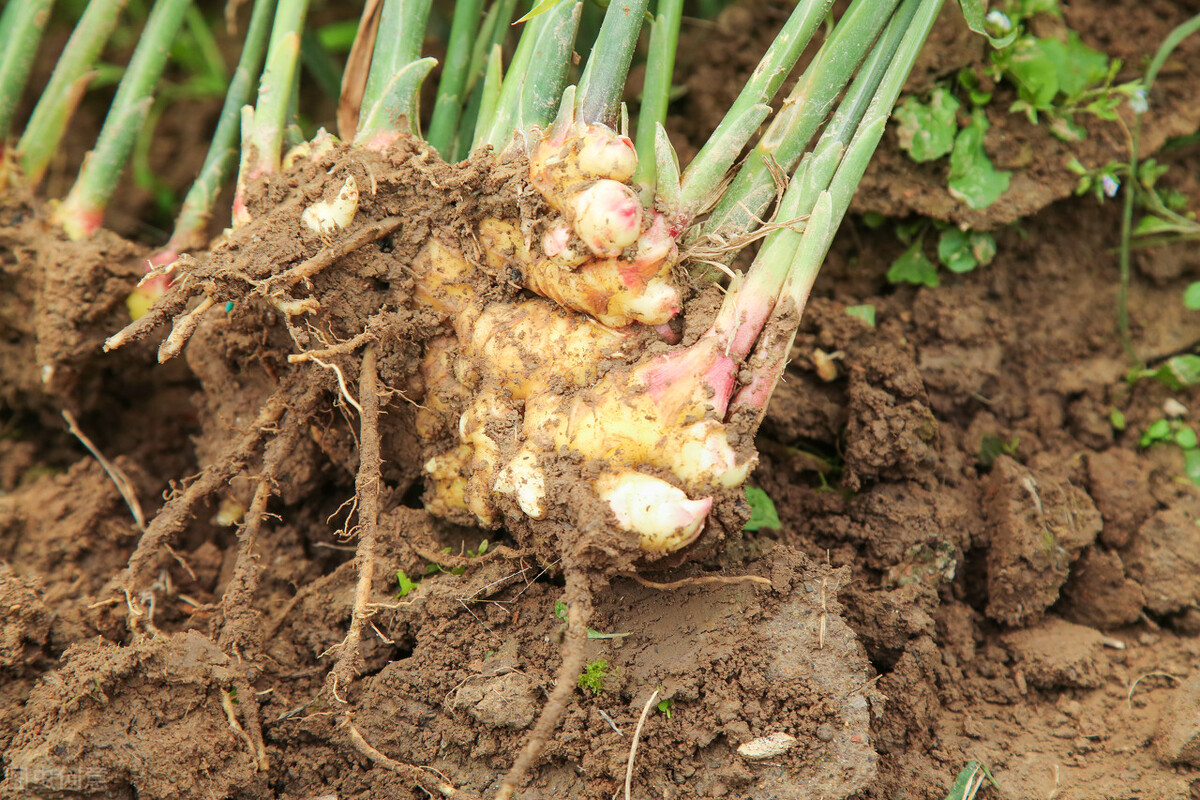 生姜的作用功效科普论文,小黄姜有什么药用价值