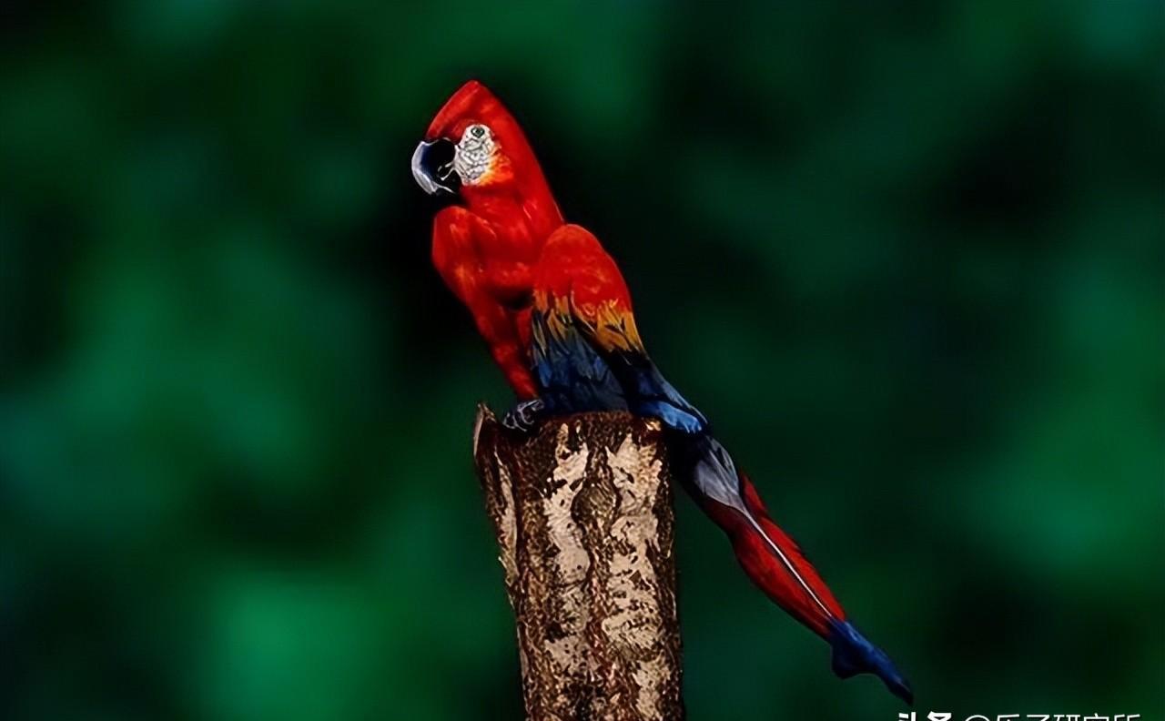 魅力绽放！探索人体艺术的绝美之处