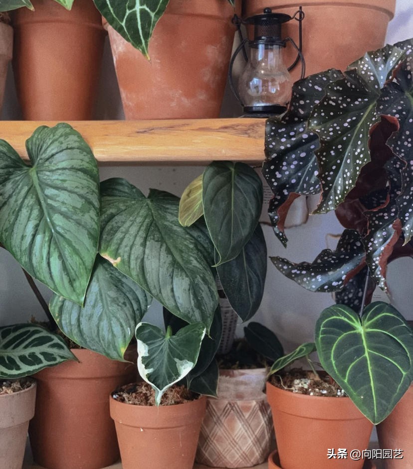 家里养绿植运气好还是不好,家里养绿植有什么讲究