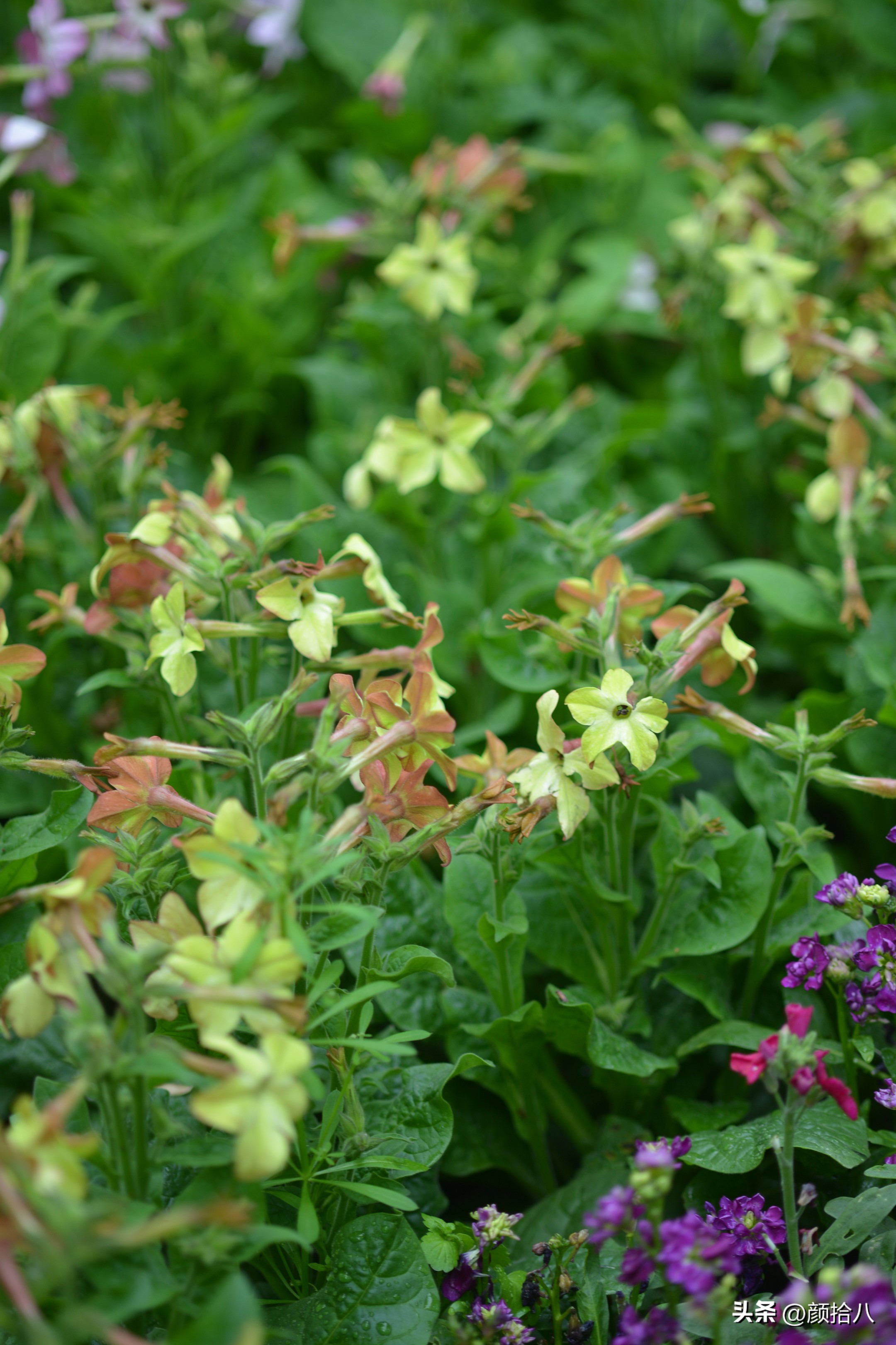 冬天开花的室外花卉盆栽,温室盆栽观花花卉植物