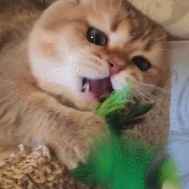 旺家的猫咪特征是什么呢,家猫适合养什么